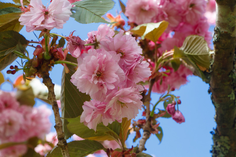 Flowers of japanese cherry tree